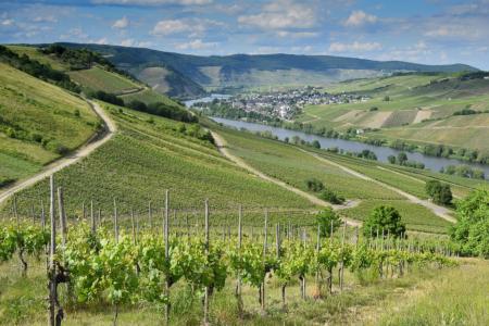 Fvrier au vignoble : entre repos et prparation